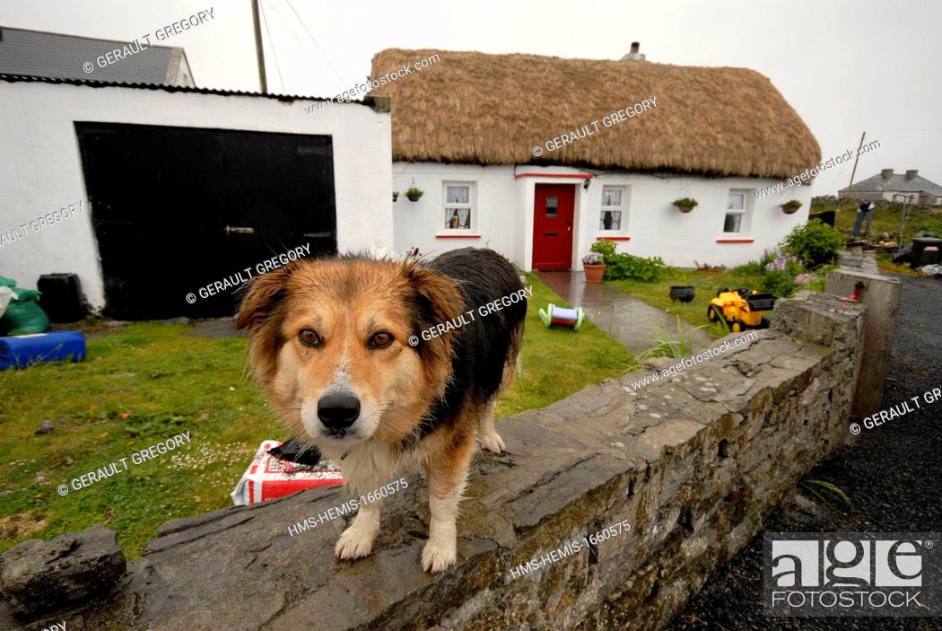 Stock Photo: Ireland, County Galway, Aran Islands, Inishmore, dog in the rain, cottage.