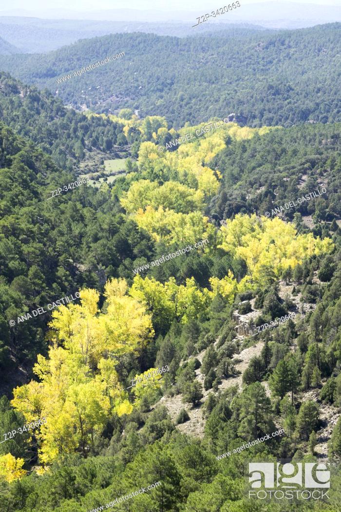 Stock Photo: Autumn poplars Teruel Aragon Spain. Alcala river canyon.
