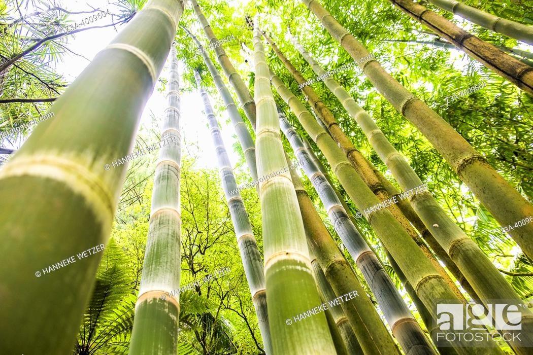 Photo de stock: Furnas, Sao Miguel Island, Azores, Portugal: Bambu in a tropical forest.