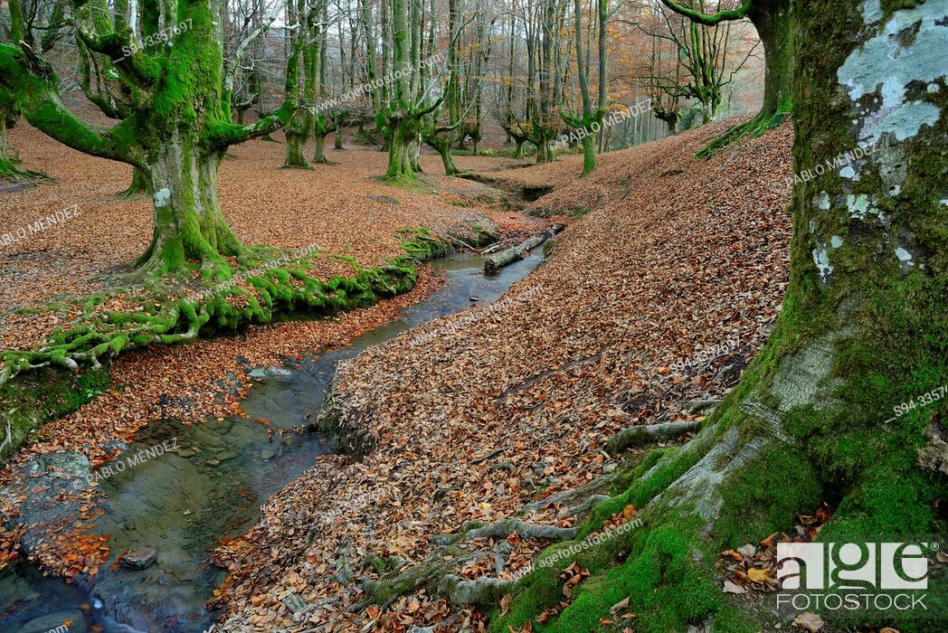Imagen: Beech wood of Otzarreta, Biscay, Basque Country, Spain.