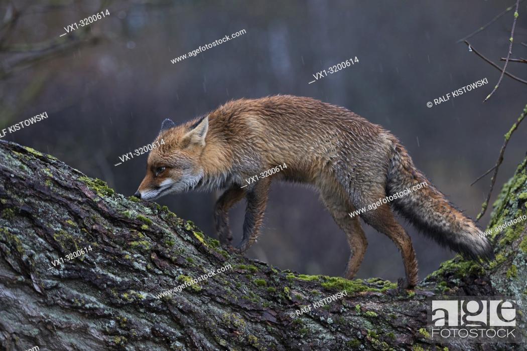 Red Fox ( Vulpes vulpes ) adult with wet fur, climbing on a tree, hunting,  perfect sense of smell, Stock Photo, Picture And Rights Managed Image. Pic.  VX1-3200614 | agefotostock