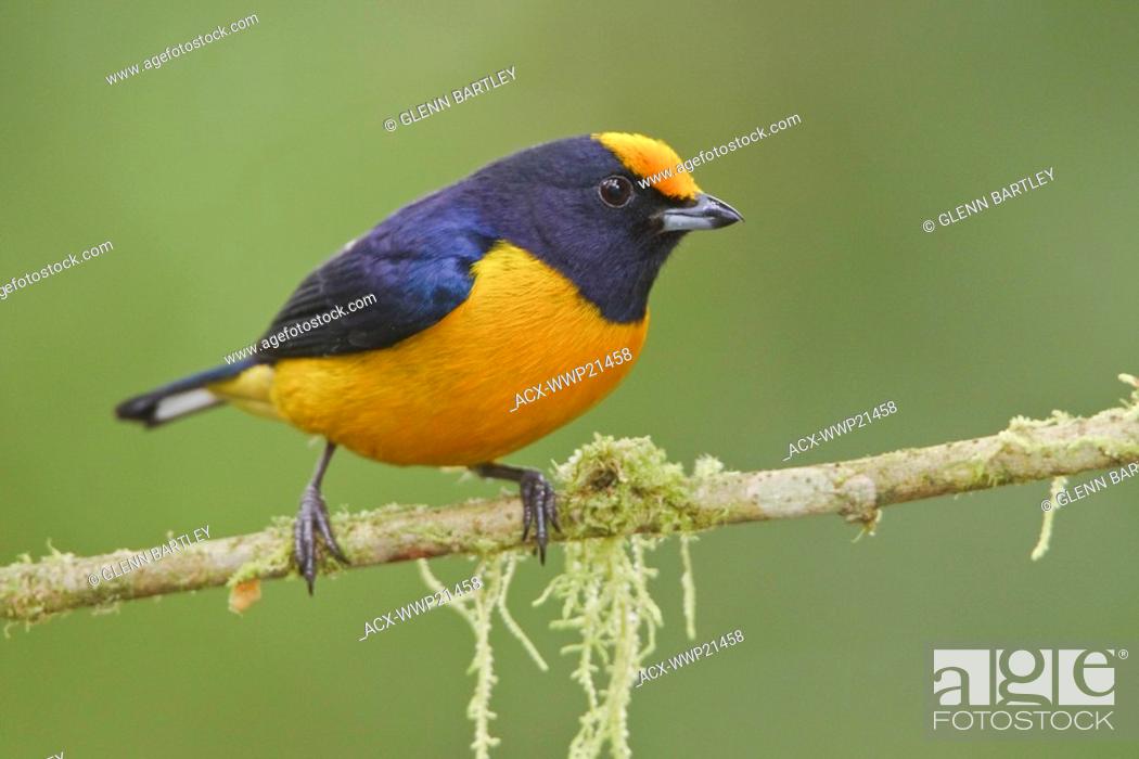 Stock Photo: Orange-bellied Euphonia Euphonia xanthogaster perched on a branch at the Mindo Loma reserve in northwest Ecuador.