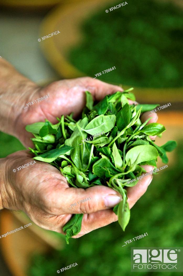 Imagen: A handfuk of freshly picked Camellia sinensis leaves used in the production of green tea.