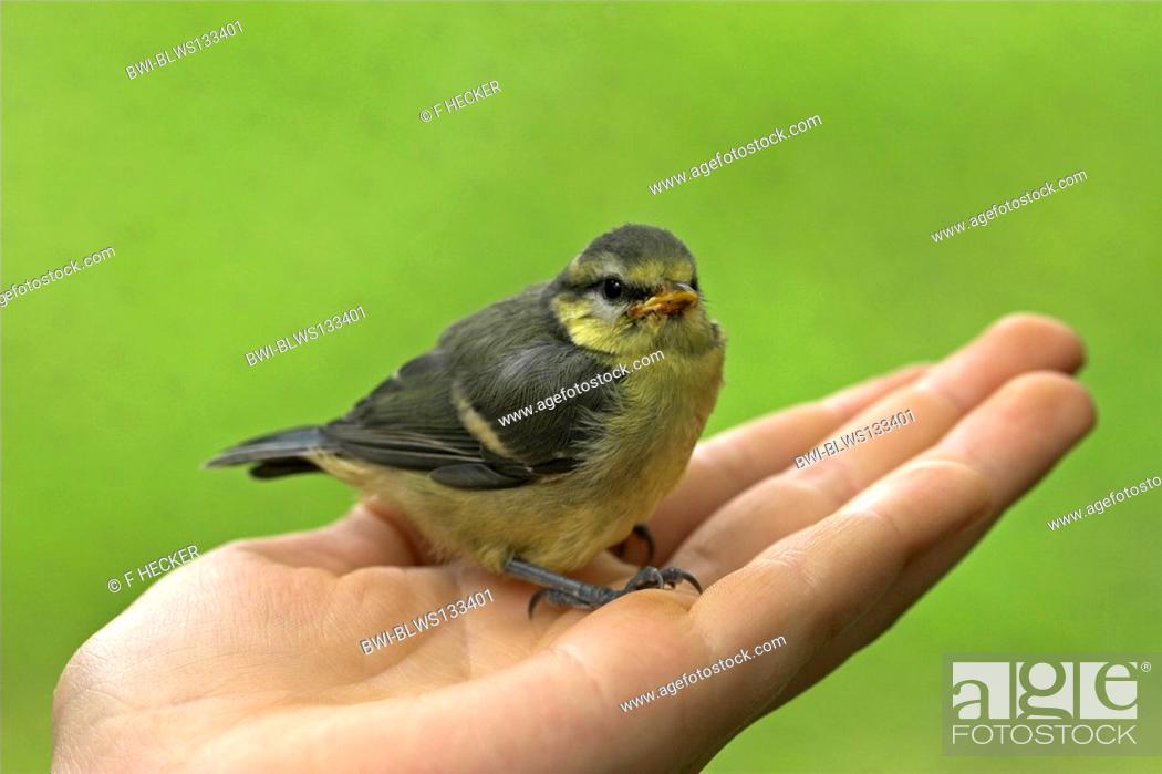 Stock Photo: blue tit Parus caeruleus, fully fledged chick on hand of a child.