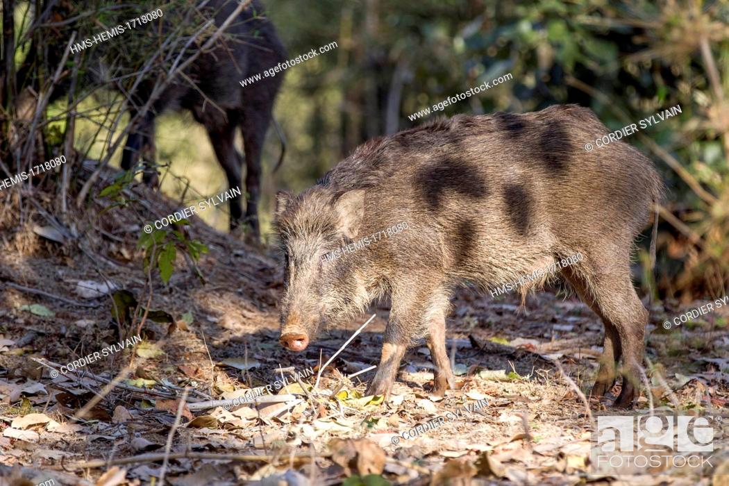 India, Madhya Pradesh state, Bandhavgarh National Park, Indian wild boar  (Sus scrofa), Stock Photo, Picture And Rights Managed Image. Pic.  HMS-HEMIS-1718080 | agefotostock