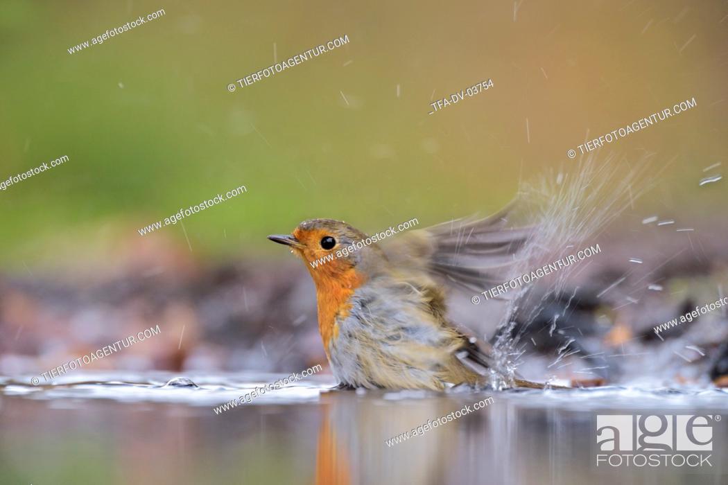 Stock Photo: European robin.