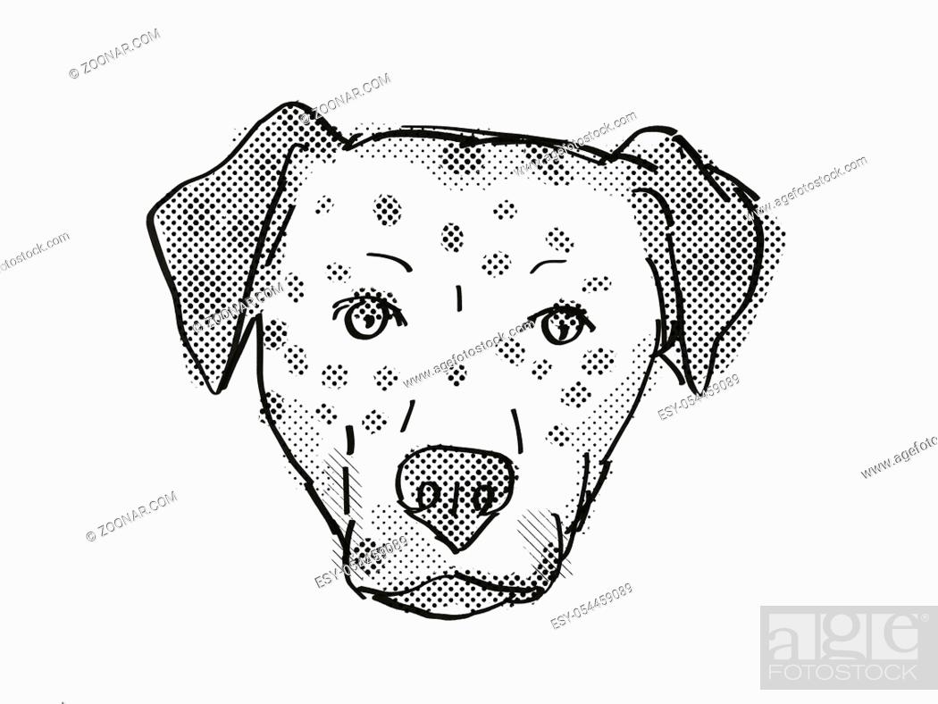 Retro cartoon style drawing of head of a Bullmatian , a domestic dog or  canine breed on isolated..., Stock Photo, Picture And Low Budget Royalty  Free Image. Pic. ESY-054459089 | agefotostock