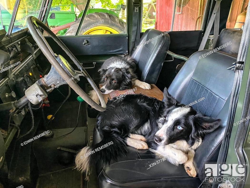 Stock Photo: Two Border Collies sit in front seat of Land Rover, Fallston, MD.