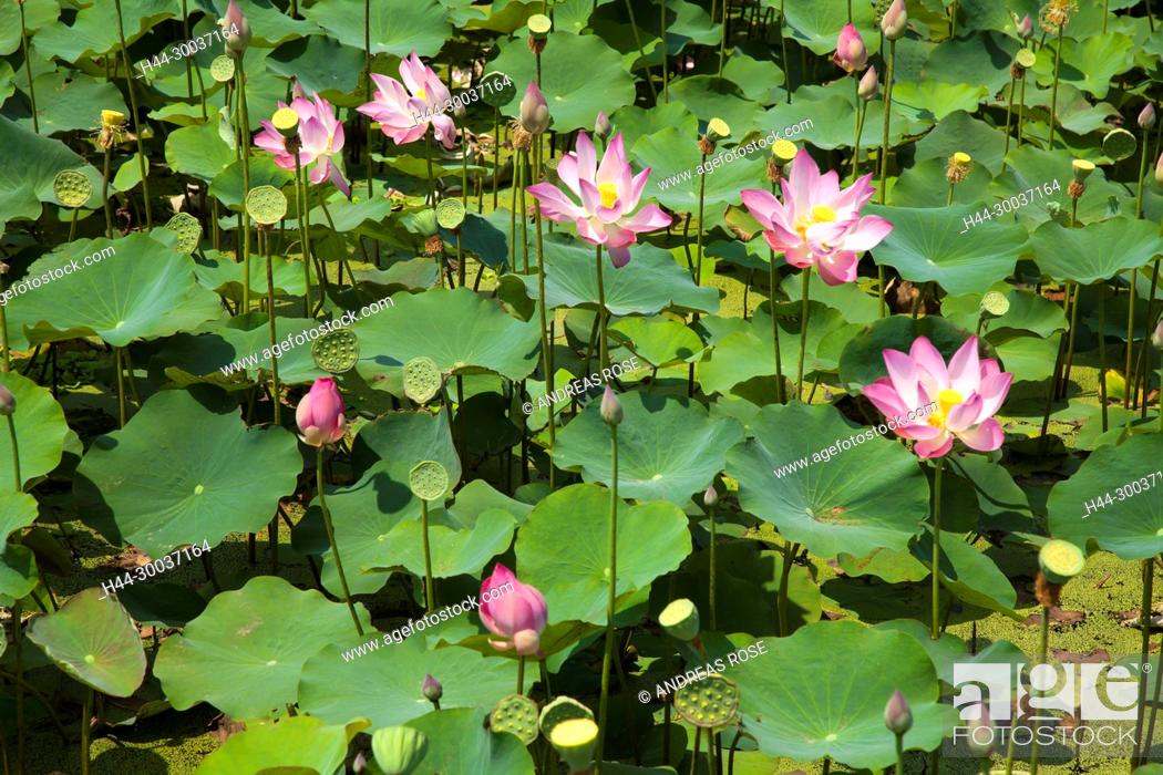 Stock Photo: Seerosen (Nymphaea-capensis), Lotusgarten Thap Cham, Ninh Thuan, Vietnam.