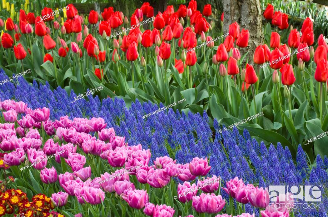 Tulips In Roozengaarde Display Gardens Skagit Valley Washington