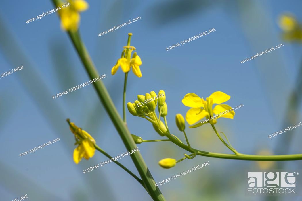 Stock Photo: Mustard flowers blooming on plant at farm field with pods. close up.