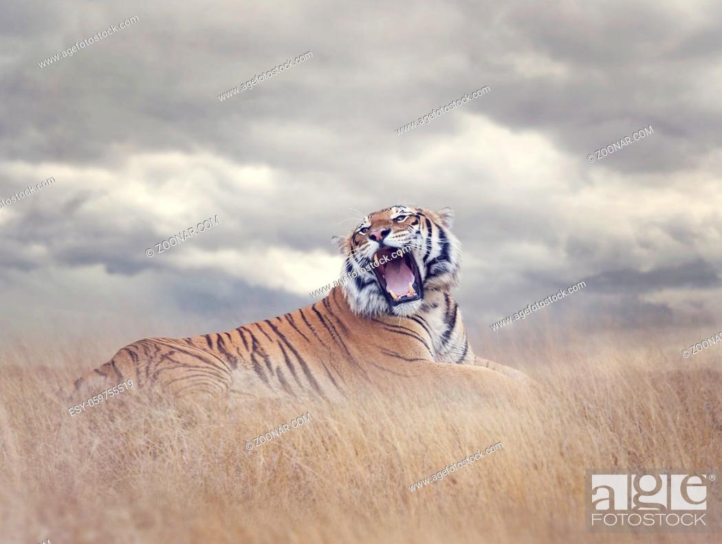 Stock Photo: Bengal Tiger Resting in the Grass and Roaring.