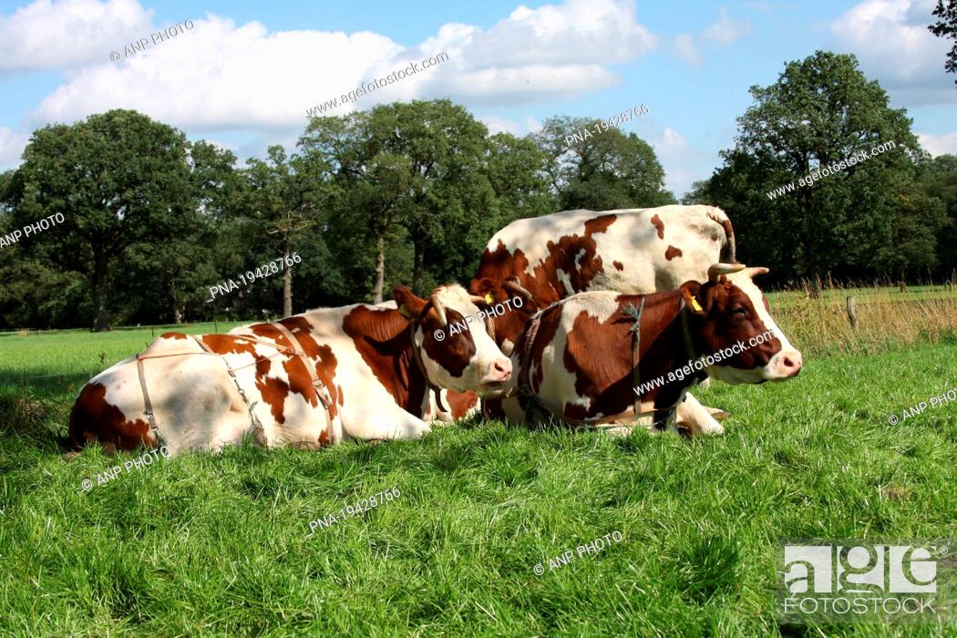 Stock Photo: red-and-white Cow Bos domesticus - Lemelerberg en Archemerberg, Lemele, Salland, Overijssel, The Netherlands, Holland, Europe.