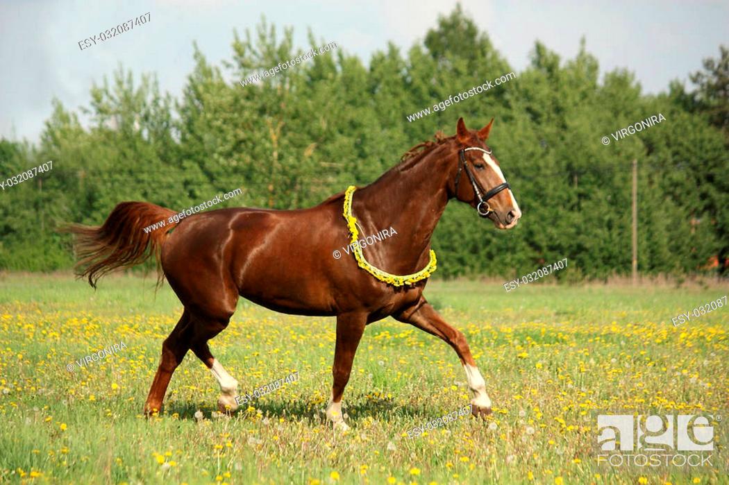 Stock Photo: Beautiful chestnut horse trotting at the field with dandelions.