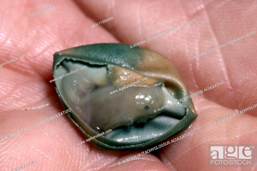 Stock Photo: Short-beaked Echidna dried egg showing partly-formed young.
