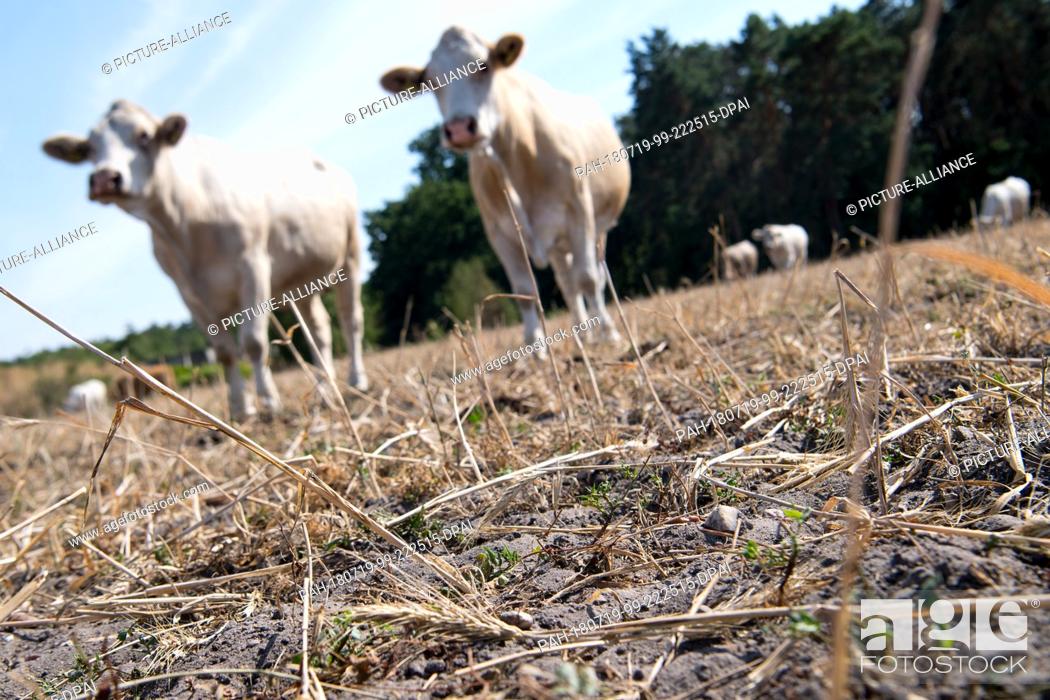 Stock Photo: 18 July 2018, Germany, Wildenhain: Cows of the Agrarprodukte eG cattle raisers' group standing on a dry meadow. There has been little rain for months in many.
