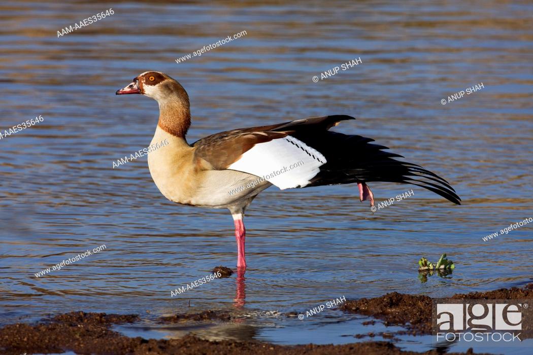 Stock Photo: Egyptian Goose standing in the river (Alopochen aegyptiacus). Maasai Mara National Reserve, Kenya. Aug 2008.