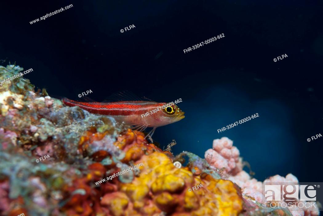 Photo de stock: Striped Triplefin Helcogramma striatum adult, resting on coral encrusted shipwreck, Liberty Wreck, Tulamben, Bali, Lesser Sunda Islands, Indonesia.