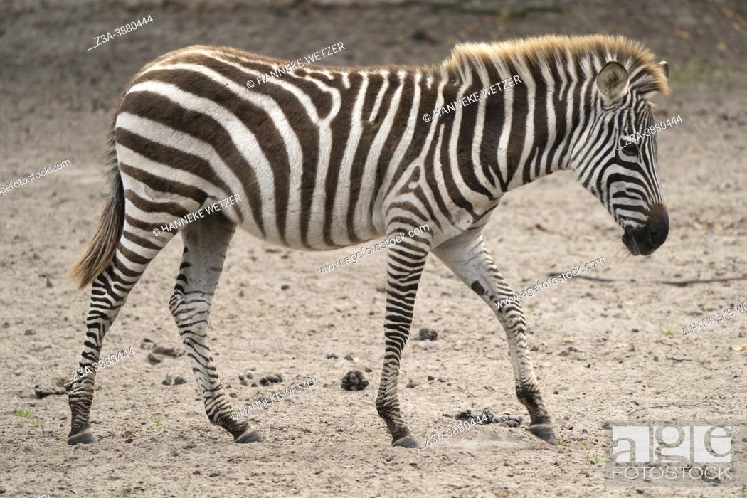 Photo de stock: Closeup of a young zebra in a Zoo.