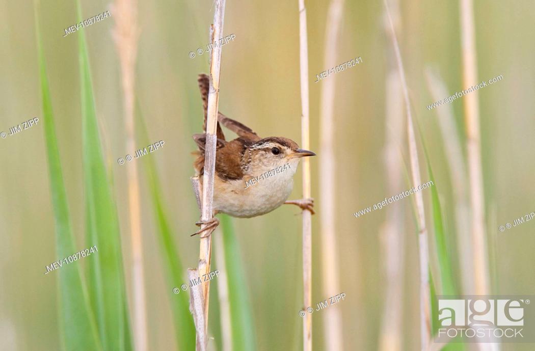Stock Photo: Marsh Wren - holding on to reeds (Cistothorus palustris). CT USA in June.