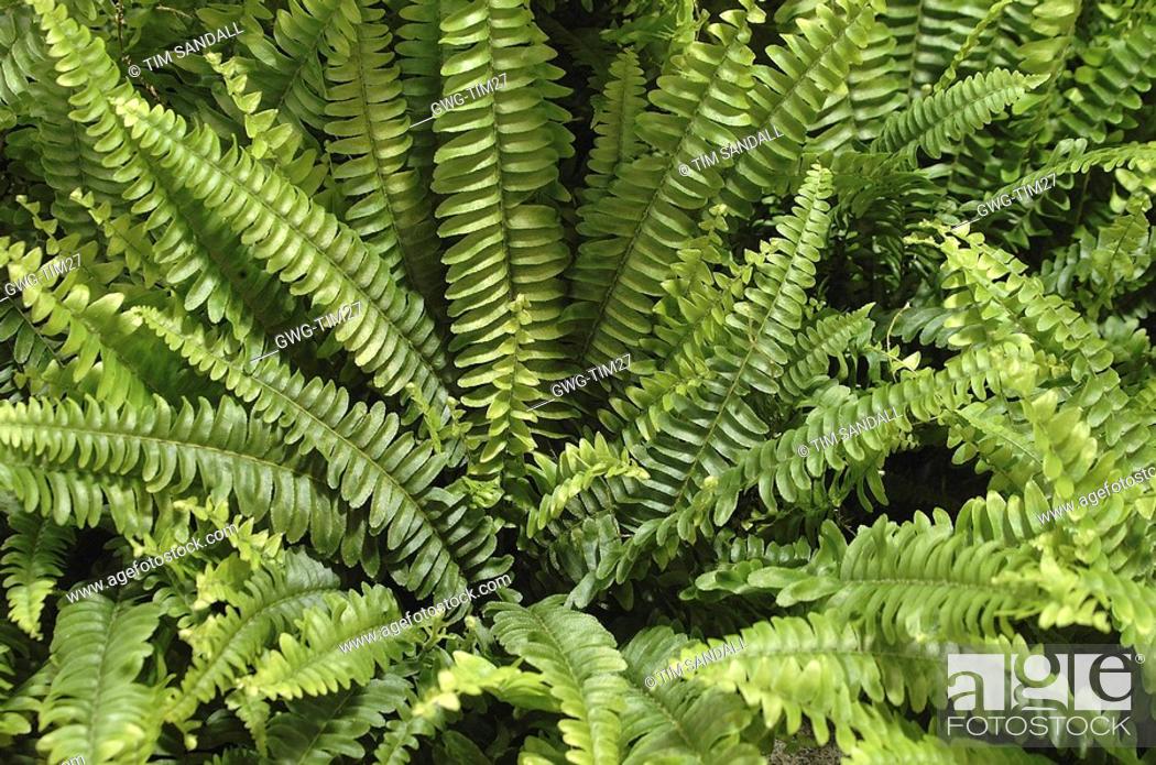 Nephrolepis Exaltata Bostoniensis Boston Fern Stock Photo Picture And Rights Managed Image Pic Gwg Tim27 Agefotostock
