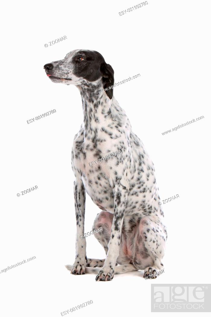 White Greyhound Dog With Black Spots Stock Photo Picture And Low Budget Royalty Free Image Pic Esy 001992780 Agefotostock