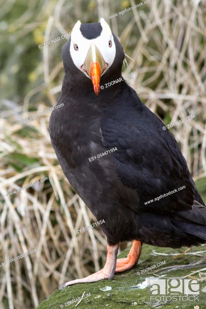 Photo de stock: Tufted puffin sitting on a rock against a background of dry grass on a spring afternoon near the colony.