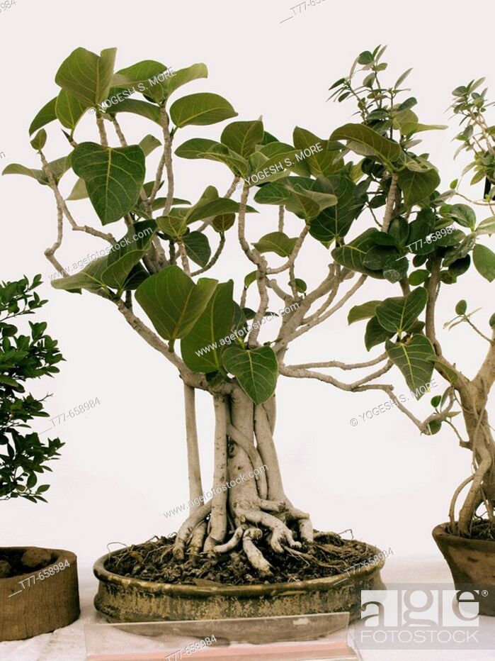 Bonsai Plant Of Banyan Tree Ficus Benghalensis Banyan Tree Stock Photo Picture And Rights Managed Image Pic T77 658984 Agefotostock