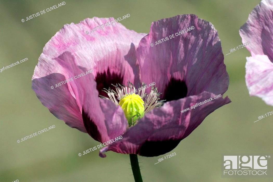 Stock Photo: Opium poppy (Papaver somniferum).
