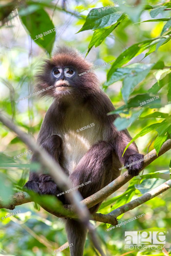 South east Asia, India, Tripura state, Phayre's leaf monkey or Phayre's  langur (Trachypithecus..., Stock Photo, Picture And Rights Managed Image.  Pic. D88-2688121 | agefotostock