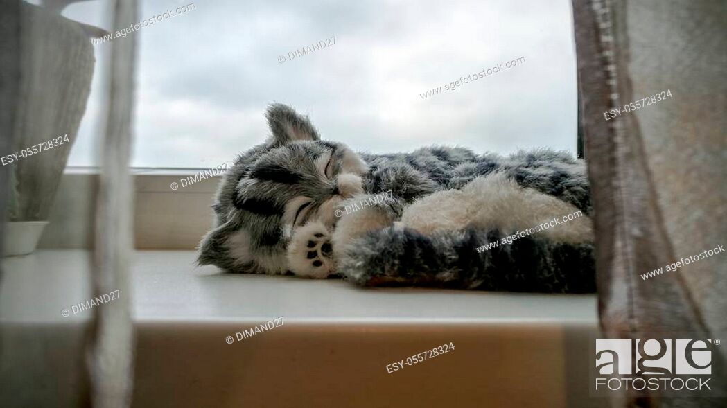 Stock Photo: Close up of cute kitten slipping near window. Beautiful Lazy Gray Striped purebred cat in a sunny day in bedroom. Mix Shorthair kitten Relaxing and laying on.