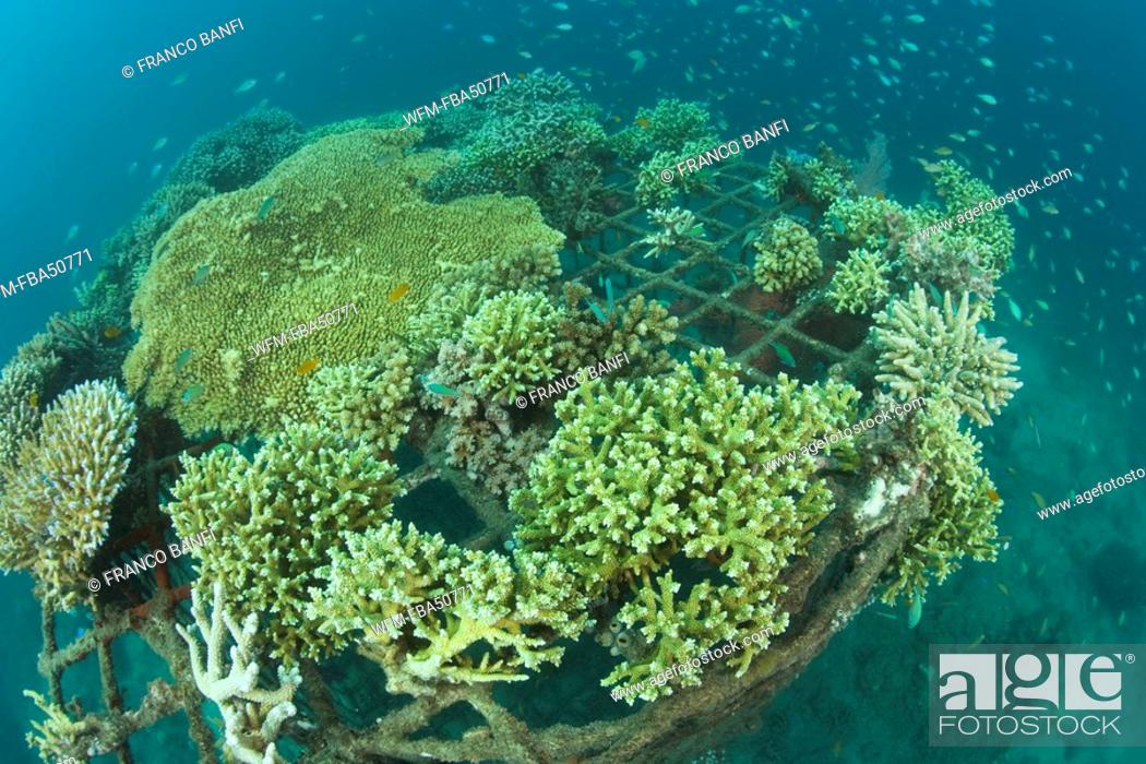 Stock Photo: Structure of bio-rock, method of enhancing the growth of corals and aquatic organisms, Pemuteran project, Bali Island, Indonesia.