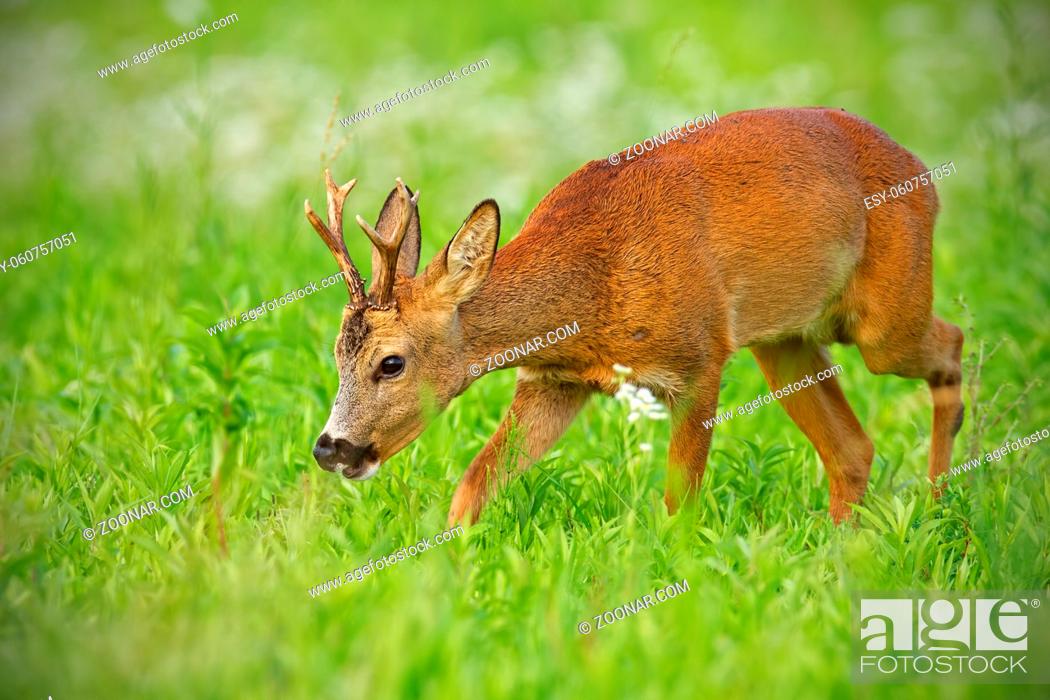 Stock Photo: Young roe deer, capreolus capreolus, buck on hay field chewing peacefully in summer surrounded by white flowers in summer.