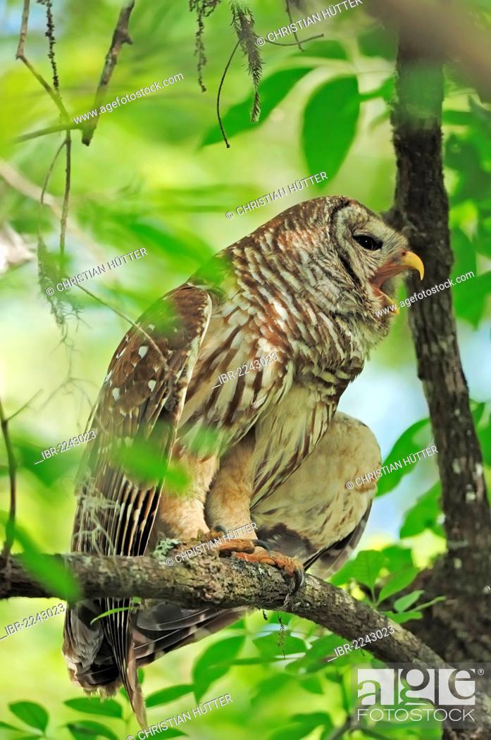 Stock Photo: Barred Owl or Hoot Owl (Strix varia) yawning, Corkscrew Swamp Sanctuary, Florida, USA.