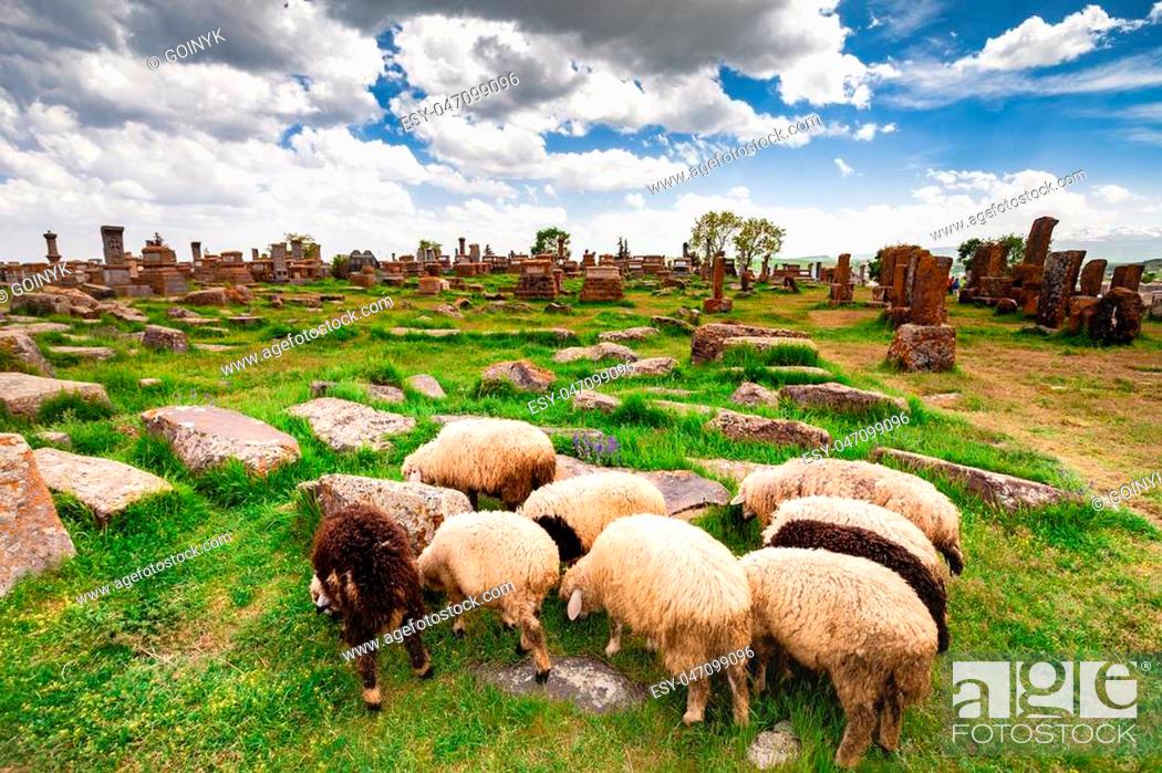 Stock Photo: Sheep graze in Noratus Cemetery with Khachkars, Armenia.