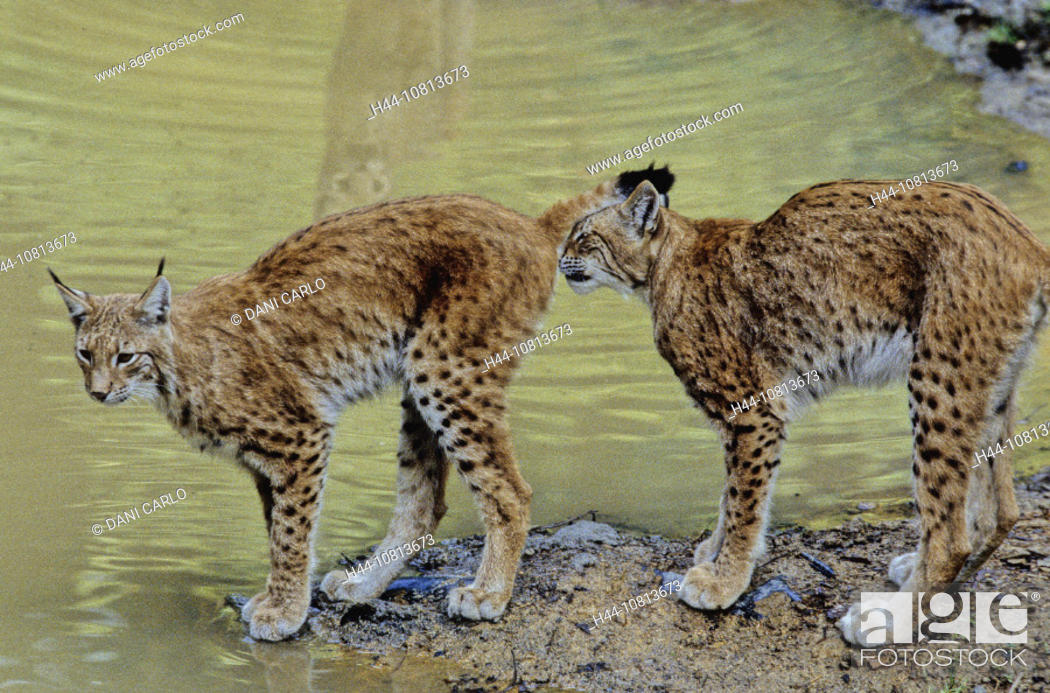 Eurasian lynx, Lynx lynx, two lynxes, water, animals, animal, Germany,  Europe, Bavarian Forest, Stock Photo, Picture And Rights Managed Image.  Pic. H44-10813673 | agefotostock