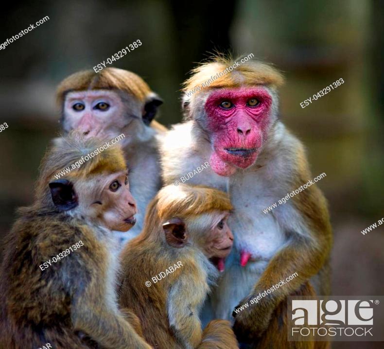 Portrait of cute monkey family (Macaca Sinica), mother with red face and  three baby animals, Stock Photo, Picture And Low Budget Royalty Free Image.  Pic. ESY-043291383 | agefotostock