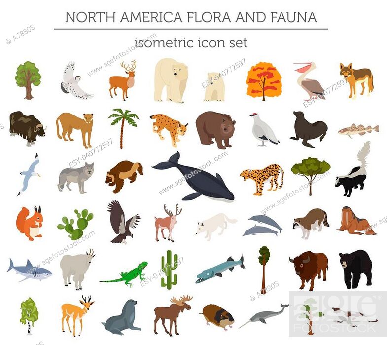Isometric 3d North America flora and fauna elements. Animals, birds and sea  life, Stock Vector, Vector And Low Budget Royalty Free Image. Pic.  ESY-040772597 | agefotostock