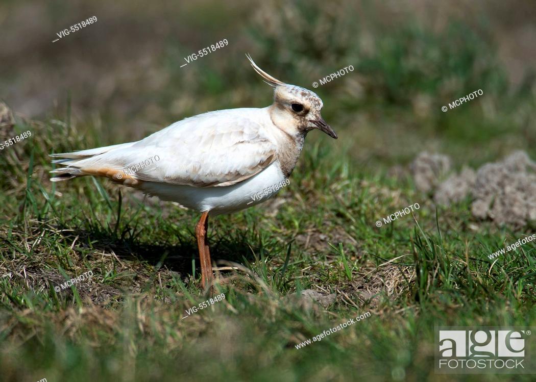 Stock Photo: A partial albinistic mutant of Northern Lapwing (Vanellus vanellus) from Tipperne, Denmark. - 03/08/2007.
