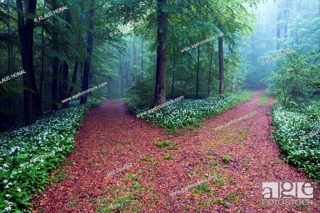 Stock Photo: Foggy morning in beech forest, bear's garlic, wild garlic, wood garlic or ramson (Allium ursinum) in full of bloom at wayside - Franconian Jura, Bavaria/Germany.