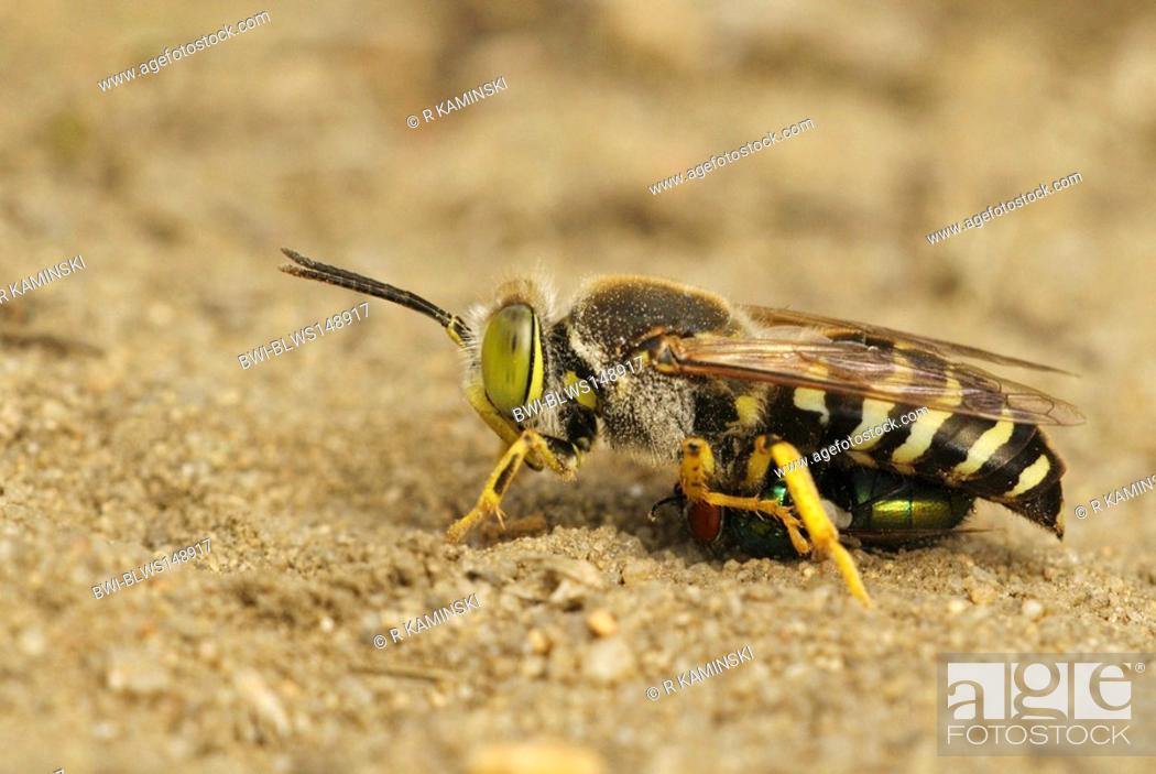 Stock Photo: rostrate bembix wasp Bembix rostrata, Epibembix rostrata, with fly as prey, Germany, Brandenburg.
