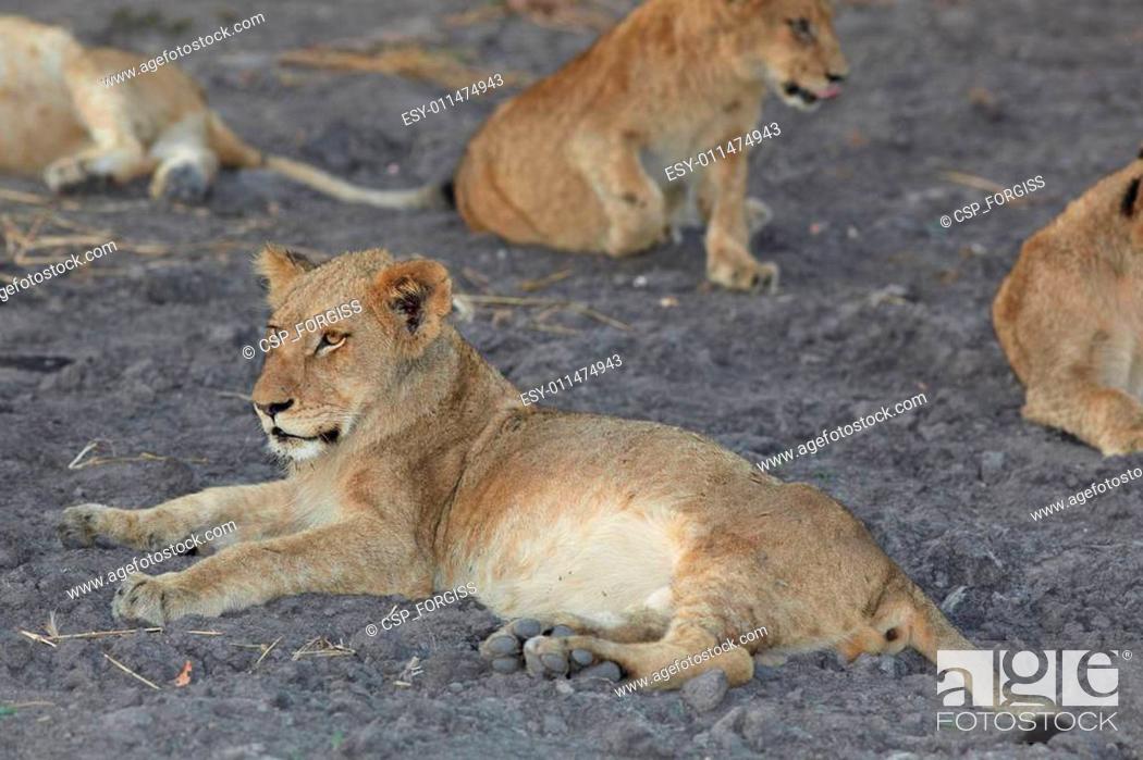 Imagen: Lions at rest.
