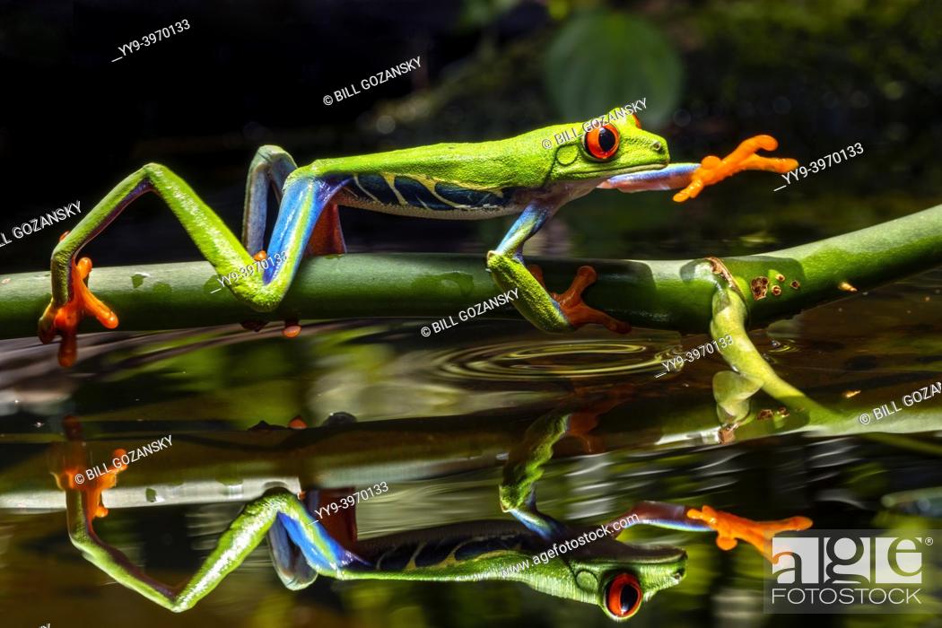 Stock Photo: Red-eyed tree frog (Agalychnis callidryas) in motion - Boca Tapada, Costa Rica [Controlled Specimen].