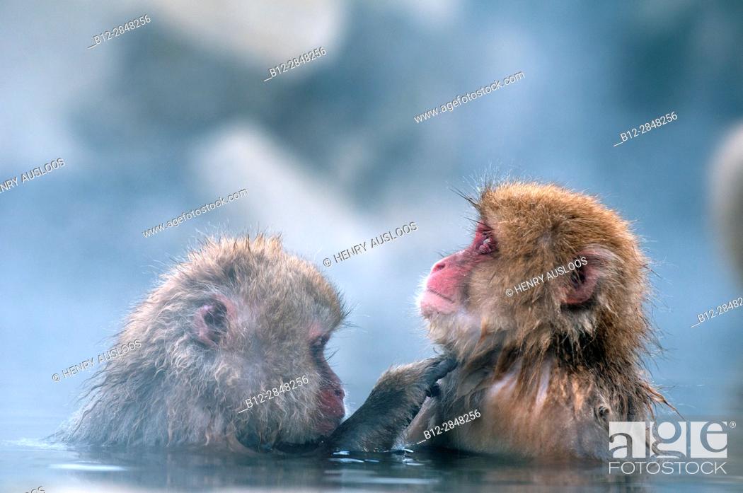 Stock Photo: Japanese macaque or snow japanese monkey in onsen (Macaca fuscata), Japan.