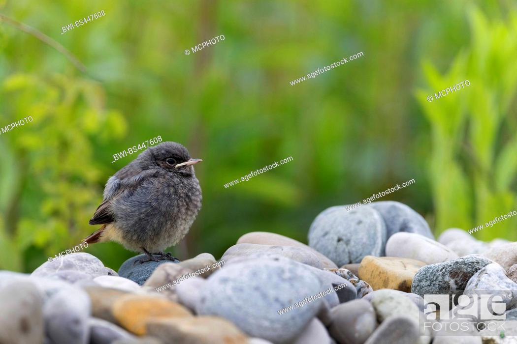 Stock Photo: black redstart (Phoenicurus ochruros), fledged young bird on stones, side view, Germany, Bavaria.