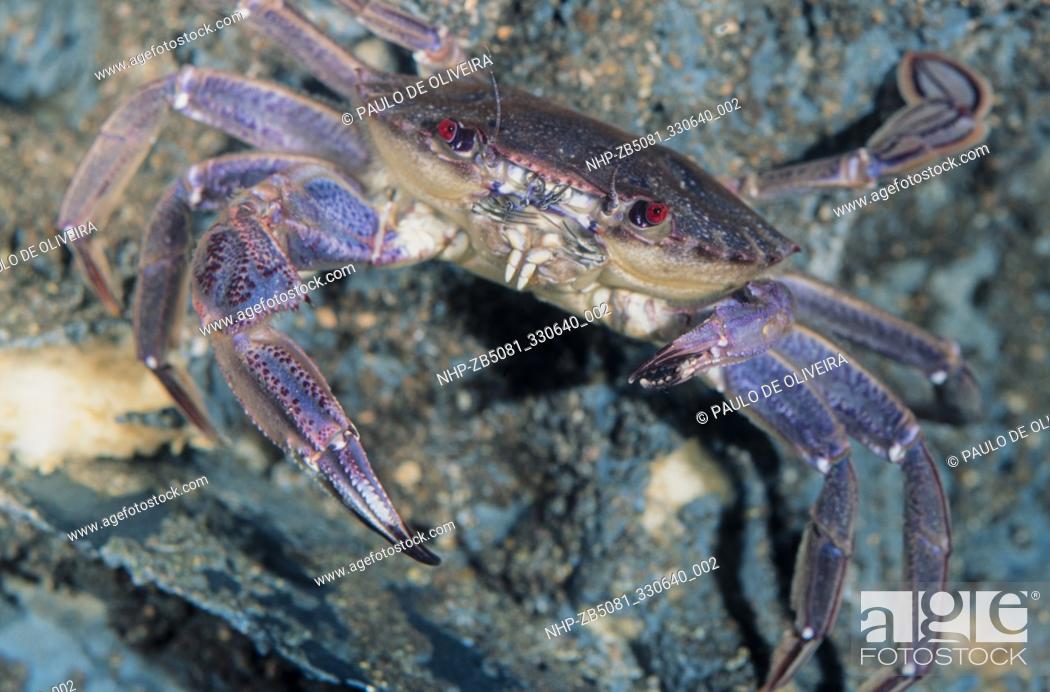 Velvet swimming crab, Necora puber. Note the different size of the claws,  Stock Photo, Picture And Rights Managed Image. Pic. NHP-ZB5081_330640_002 |  agefotostock