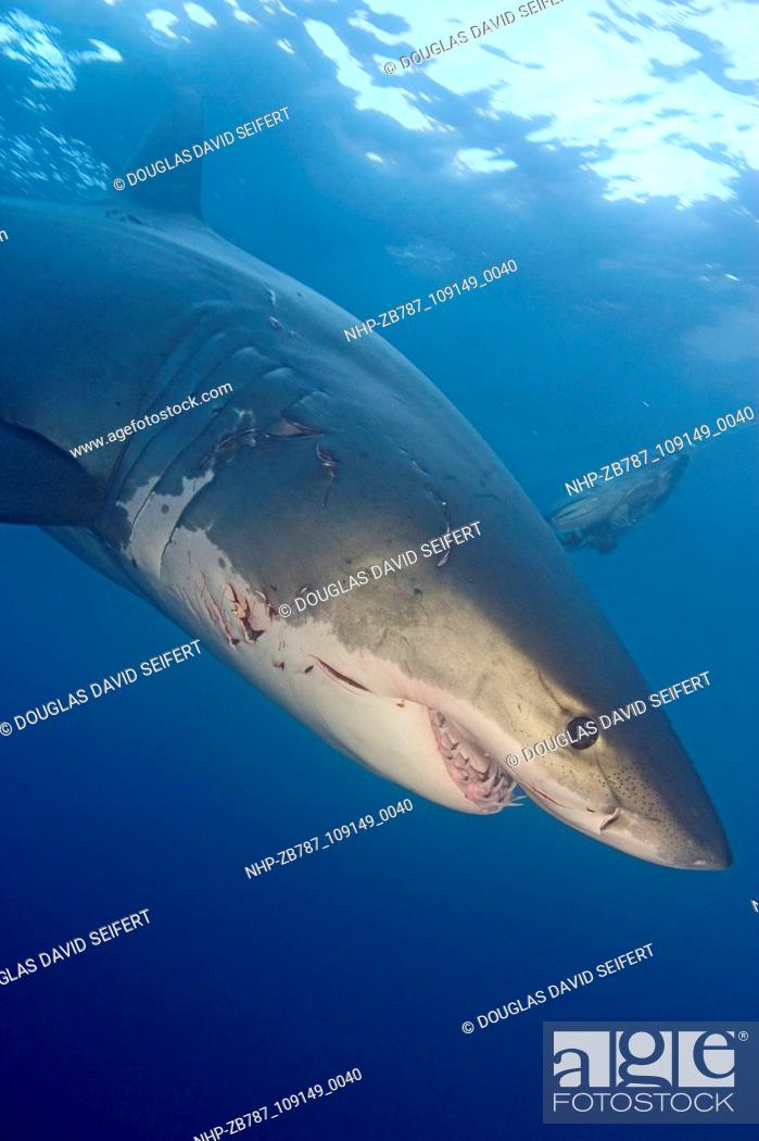Stock Photo: These photographs by Douglas David Seifert of Great White sharks were taken off the coast off Guadalupe, Mexico. The sharks are baited by a mix of tuna.