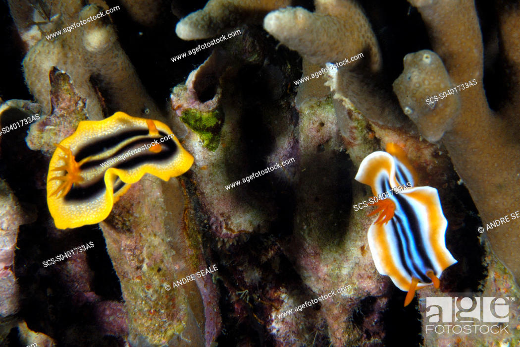 Stock Photo: Dorid nudibranchs, Chromodoris spp , Lapus Lapus Island marine park, Malapascua, Cebu, Philippines rr.