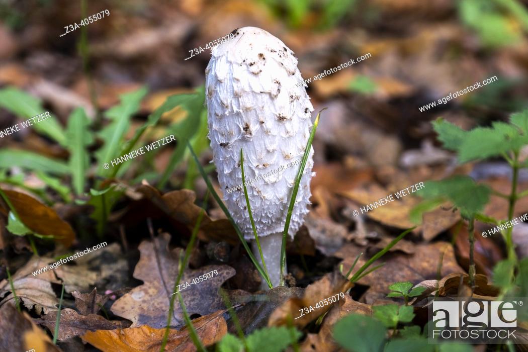 Stock Photo: Closeup of Coprinus comatus fungus in an autumn forest.