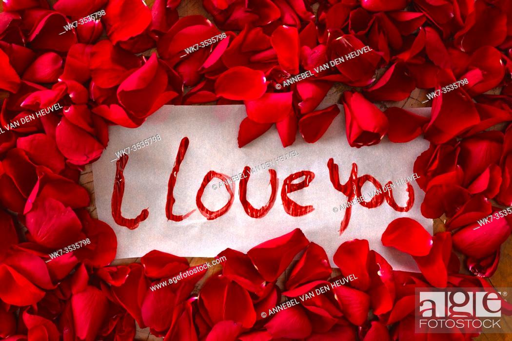 The text I love you surrounded with red rose petals, romantic concept top  view valentines background..., Stock Photo, Picture And Rights Managed  Image. Pic. WK7-3535798 | agefotostock